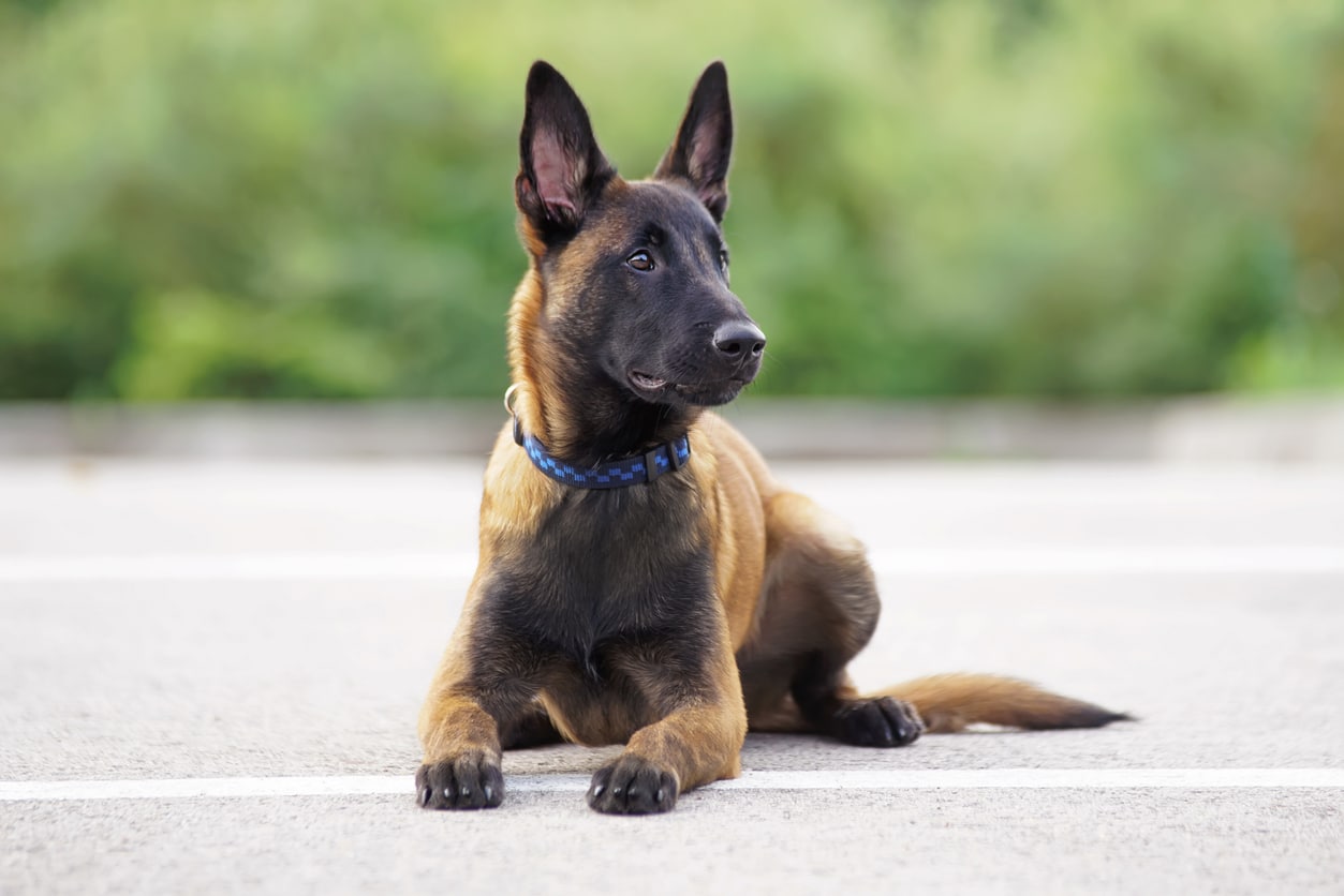 2026 Belçika kurdu (Malinois) fiyatları