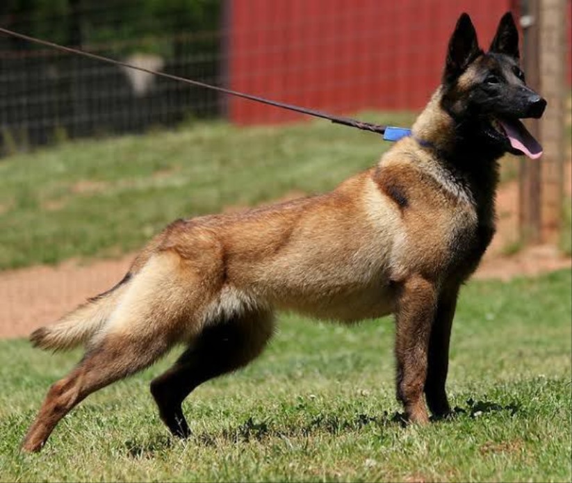 Belçika kurdu (Malinois) 2026 fiyatı ve özellikleri