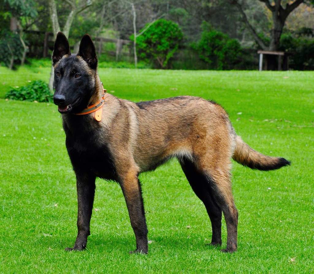 Belçika kurdu Malinois 2026 fiyatları