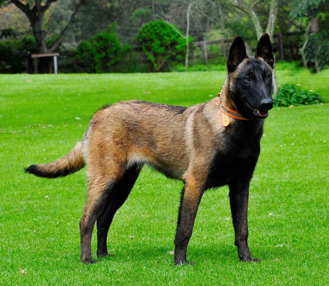 Malinois (Belçika Çoban Köpeği) 2026