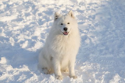 2026 beyaz alaska kurdu fiyatlari 3