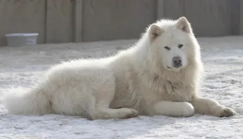 2026 beyaz alaska kurdu