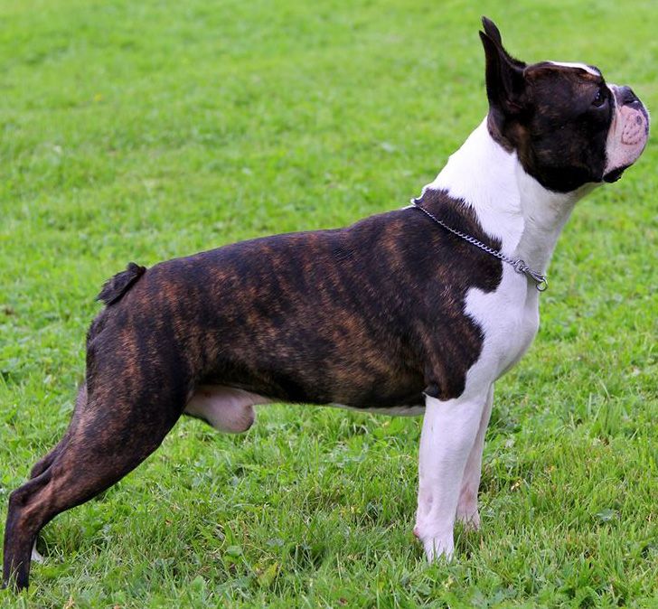 2026 Boston Terrier fiyatları — pet kalite yavru görünümü