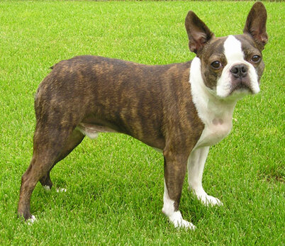 2026 Boston Terrier fiyatları — tüy yapısı ve renk deseni