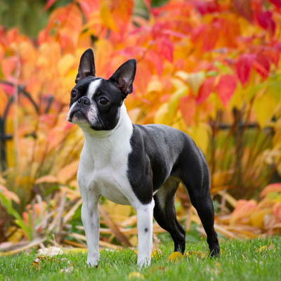 2026 Boston Terrier fiyatları — karakter ve mizaç