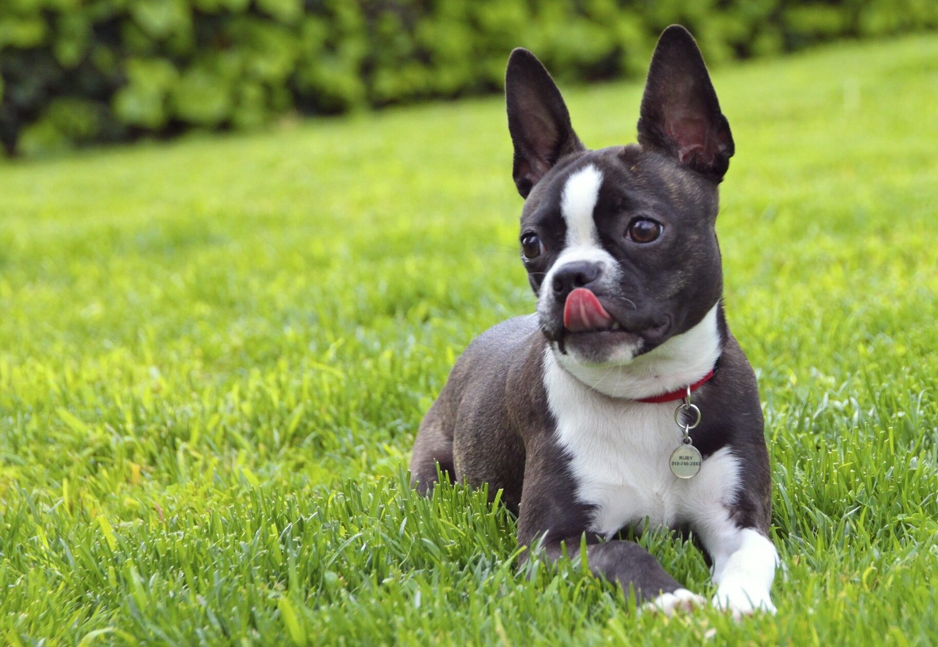 2026 Boston Terrier fiyatları — bakım ve ilk yıl masrafları