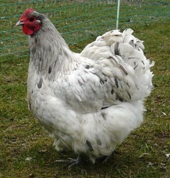 2026 Brahma Tavuk Fiyatları — horoz paça ve tüy detayı