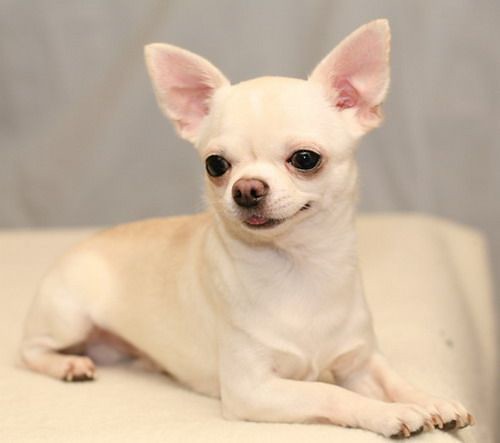 2026 uzun tüylü chihuahua