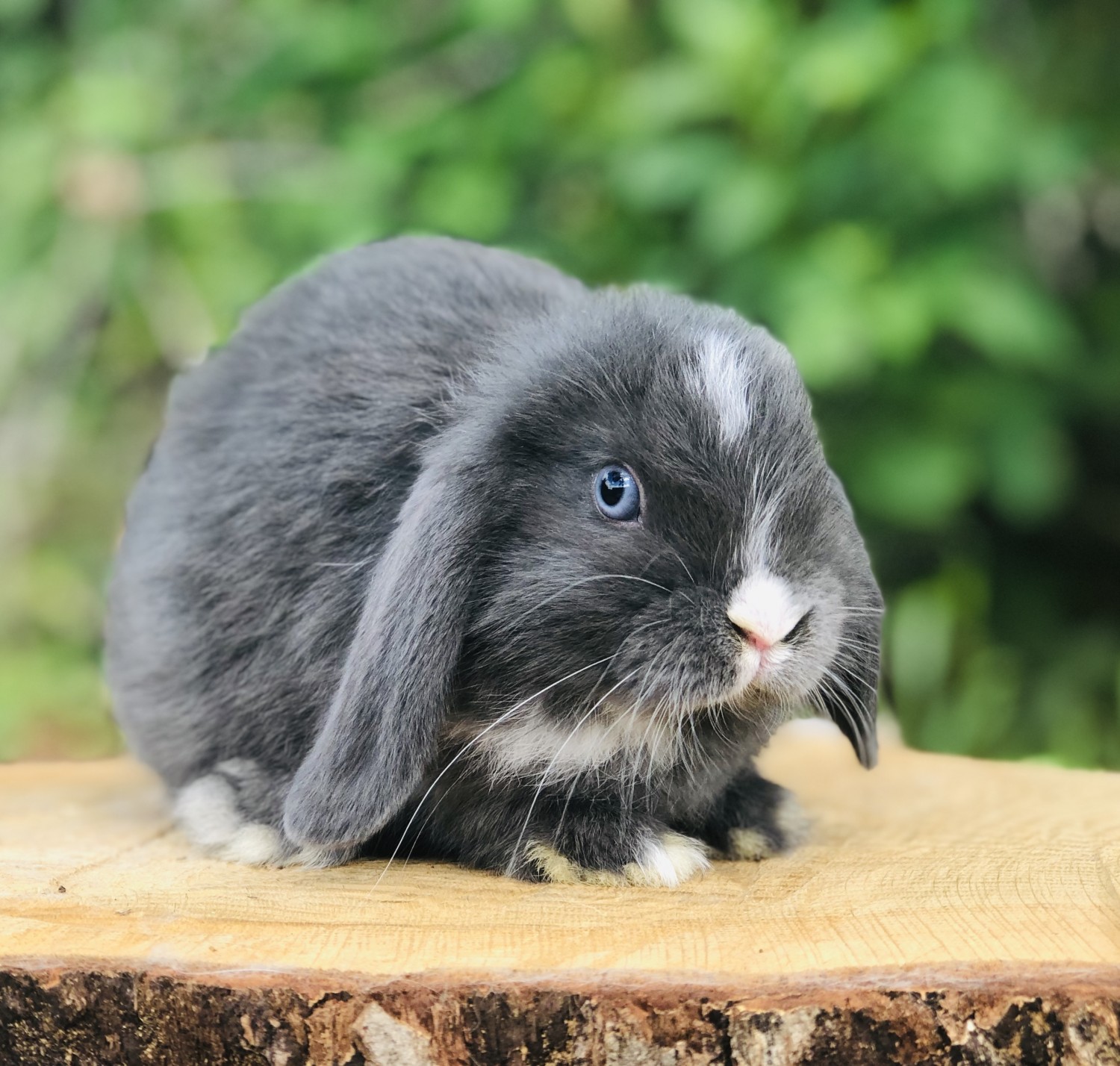 2026 holland lop tavsani fiyatlari 1