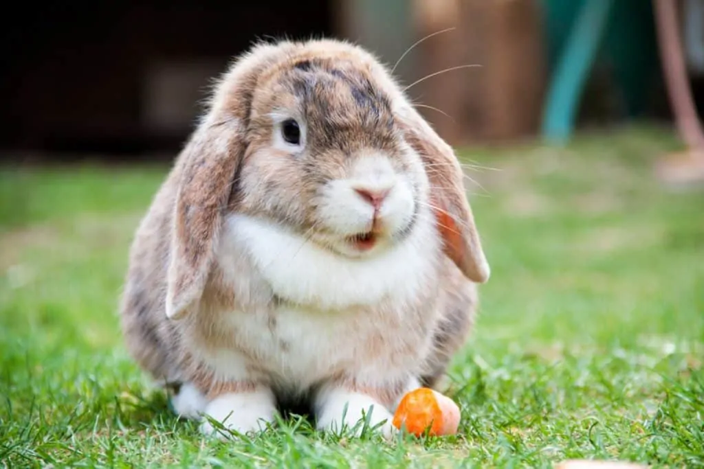2026 holland lop tavsani fiyatlari 2