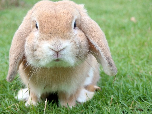 2026 holland lop tavsani fiyatlari