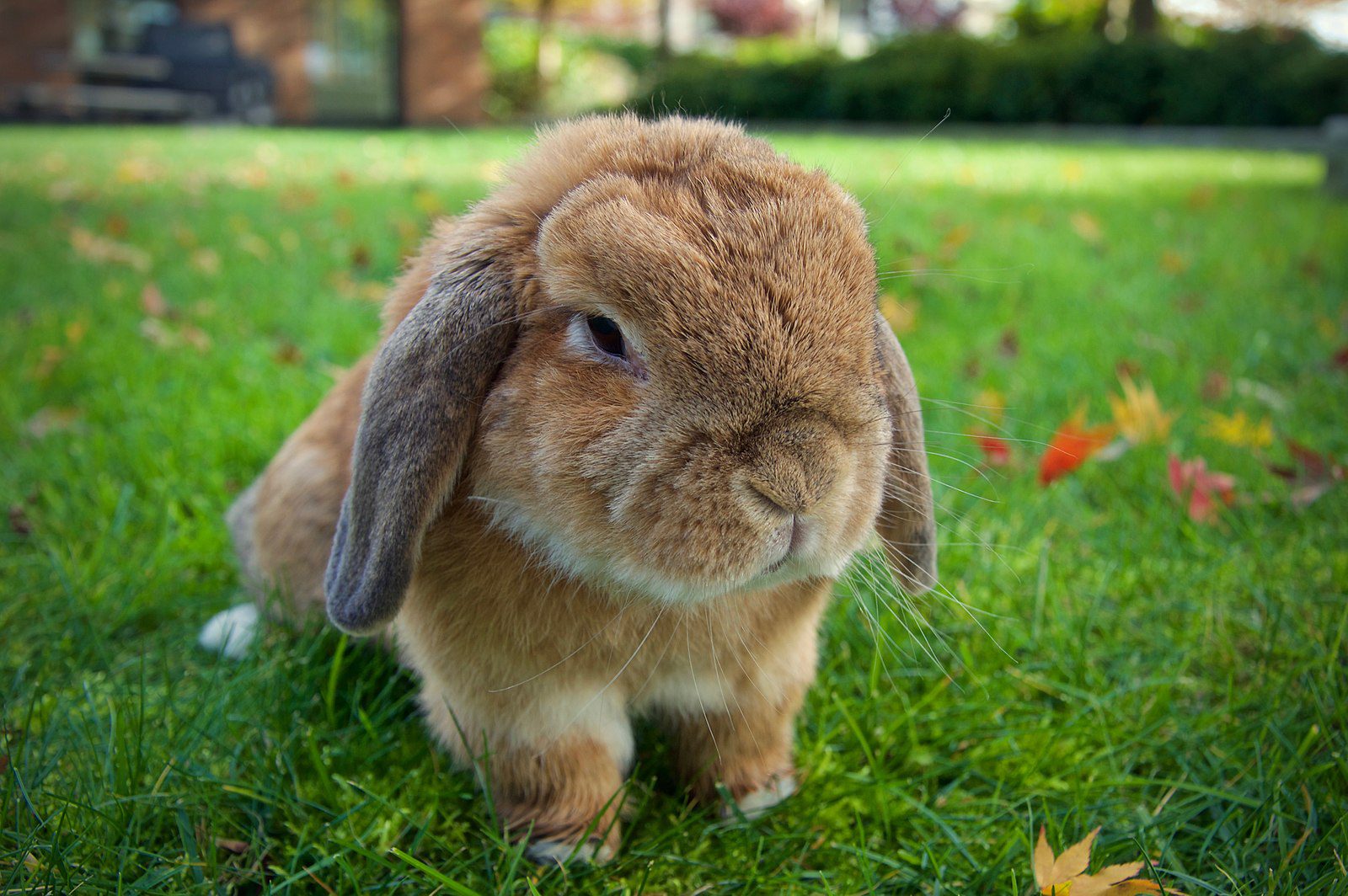 holland lop tavsani fiyatlari 4