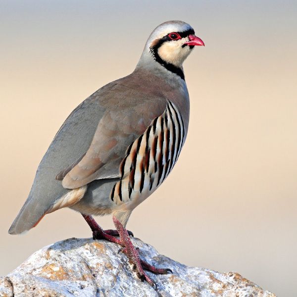 keklik kümesi aviary kurulumu keklik kümesi aviary kurulumu