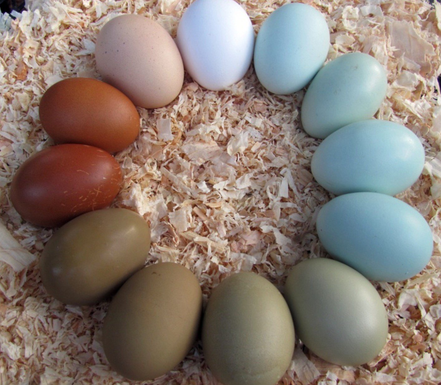 mavi yumarta tavugu fiyatlari ameraucana