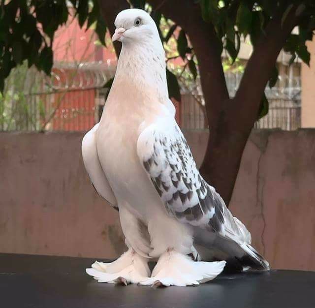 pacali guvercin fiyatlari 2
