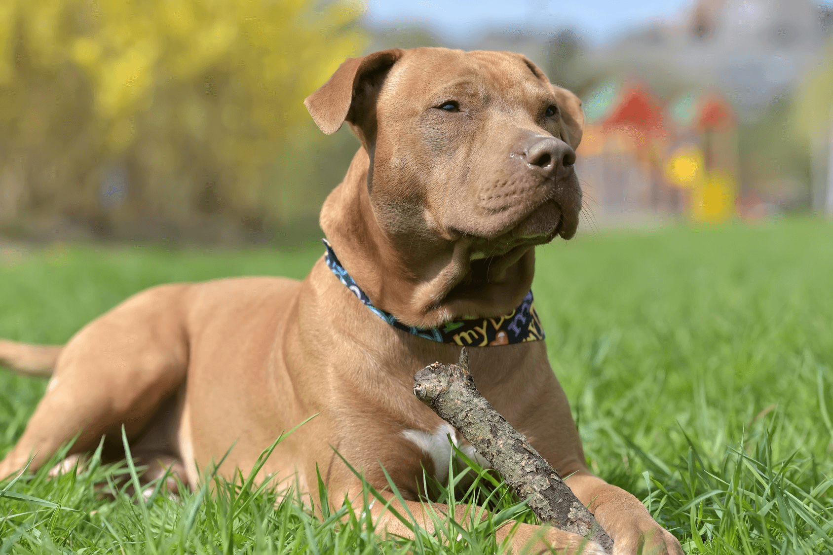 pitbull fiyatlari 2