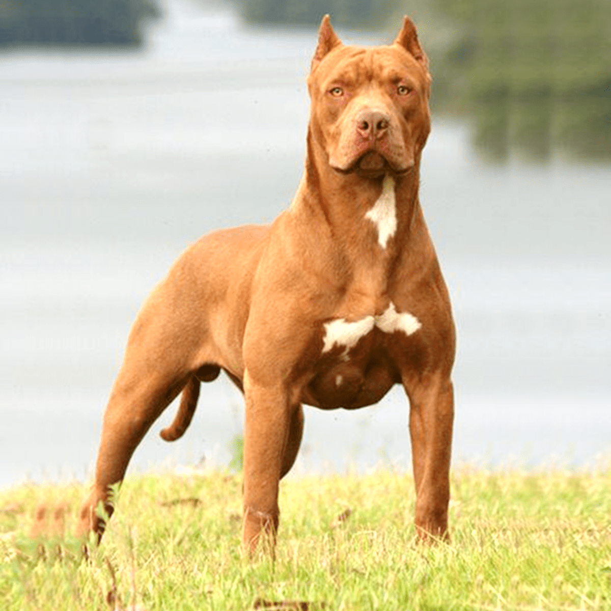 pitbull fiyatlari 4