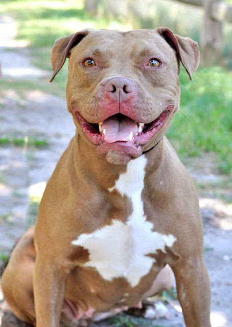 pitbull fiyatlari 5