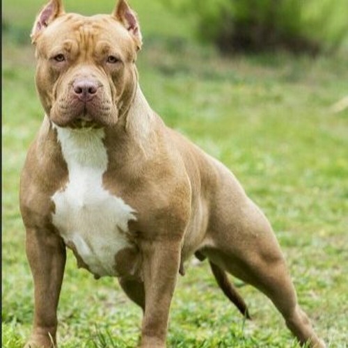 pitbull fiyatlari3