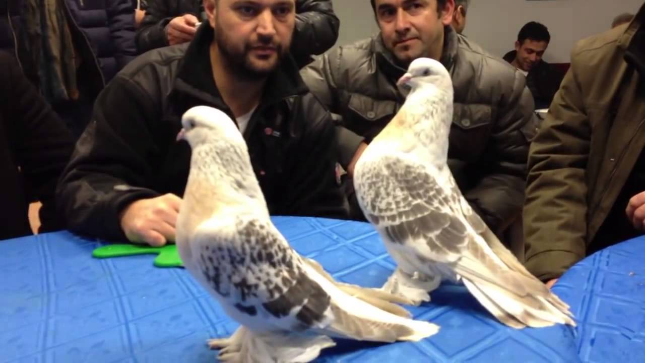 2026 şebap güvercin fiyatları — sergi kalitesi 2026 şebap güvercin fiyatları — sergi kalitesi elit kuş