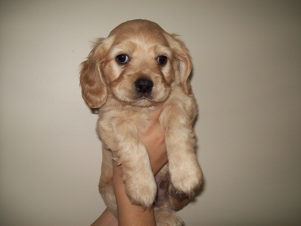2026 Cocker spaniel yavru bakımı ve fiyat aralıkları