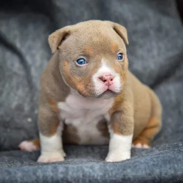 yavru pitbull fiyatlari 1