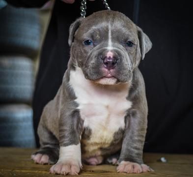 yavru pitbull fiyatlari 2