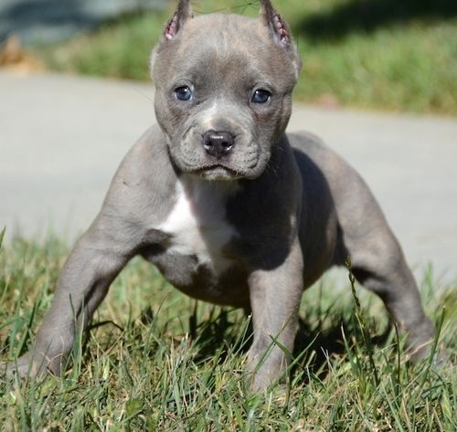 yavru pitbull fiyatlari 3
