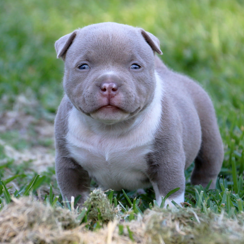 yavru pitbull fiyatlari 5