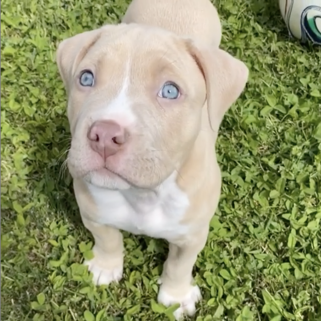 yavru pitbull fiyatlari 6