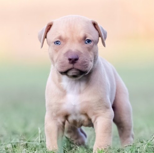 yavru pitbull fiyatlari 7