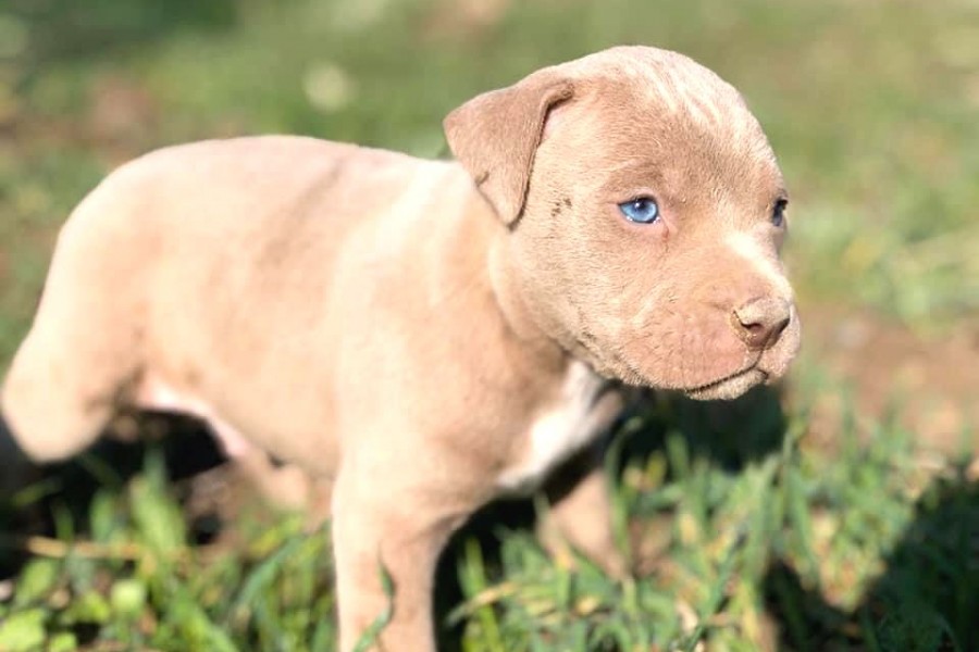 yavru pitbull fiyatlari 8